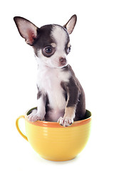 Image showing puppy chihuahua in a cup
