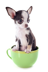 Image showing puppy chihuahua in a cup