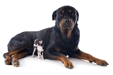 Image showing rottweiler and puppy chihuahua