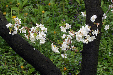 Image showing Close up of fruit flowers in the earliest springtime