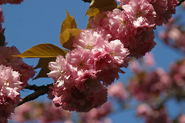 Image showing Japanese cherry blossoms