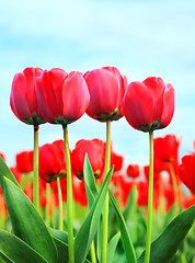 Image showing tulips