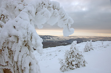 Image showing Snowy fir