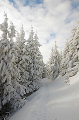 Image showing Winter land and trees