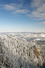 Image showing Winter forest