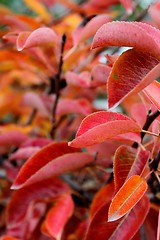 Image showing Red Leaves