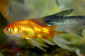 Image showing gold fish