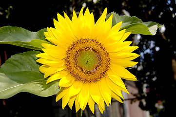 Image showing sun flower