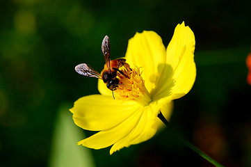 Image showing honey  bee on a yellow flower