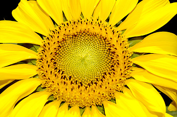 Image showing macro(close up) shot of a sunflower