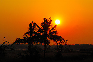 Image showing sunset and coconut tree