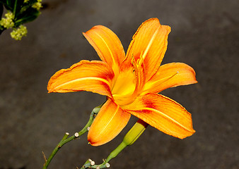 Image showing beautiful flower