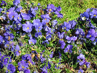 Image showing Blue field