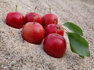 Image showing plums