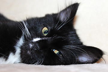 Image showing The black cat sleeping on a sofa