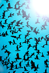 Image showing Set of silhouettes of birds on a blue background