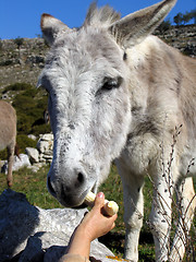 Image showing Donkey eating banana