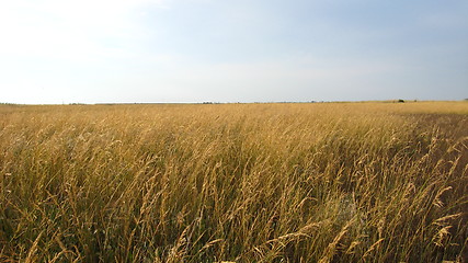 Image showing Field with a yellow grass