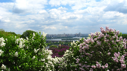 Image showing Fine bushes of a lilac in Kiev botanical garden