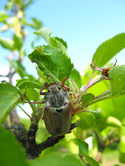 Image showing Chafer climbing on the leaf