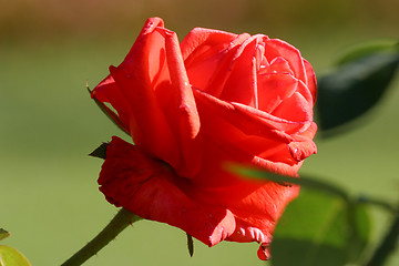 Image showing Close up of a red rose