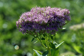 Image showing Herb flowers