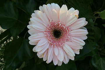 Image showing Lovely pink gerbera