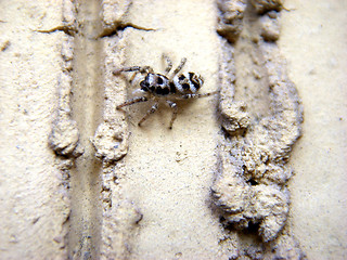 Image showing Salticus scenicus