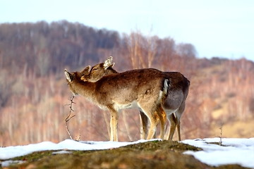 Image showing doe with her baby