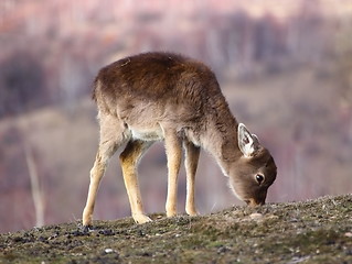 Image showing fallow deer calf grazing