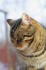 Image showing portrait of a cat