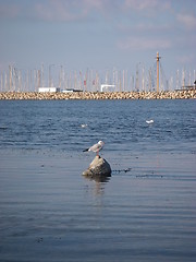 Image showing Seagull In Marina