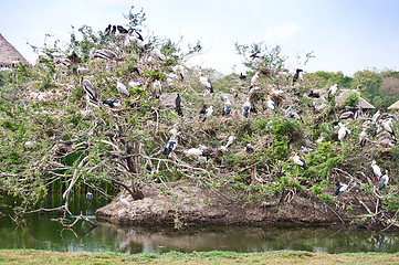 Image showing Bird Community