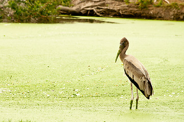 Image showing Painted stork