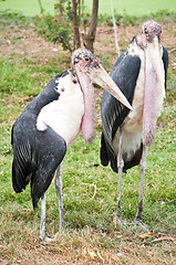 Image showing Marabou Storks