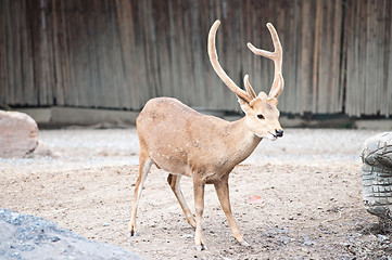 Image showing Sambar Deer