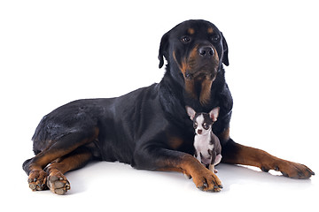 Image showing rottweiler and puppy chihuahua