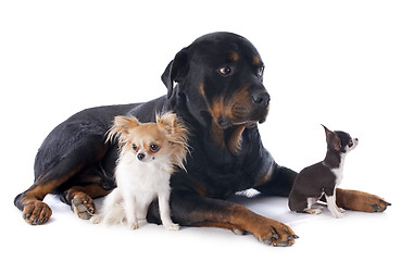 Image showing rottweiler and chihuahuas