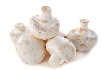 Image showing button mushrooms