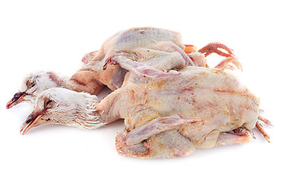 Image showing pigeon meat