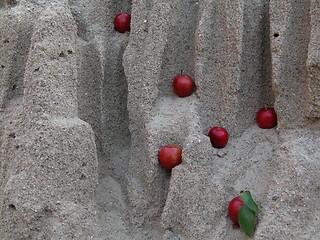 Image showing plums