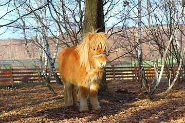 Image showing donkey at the farm