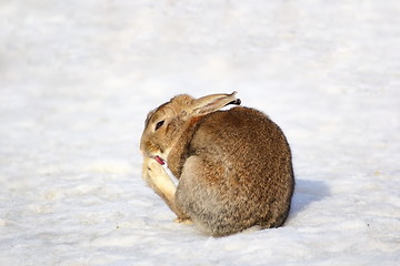 Image showing fat rabbit