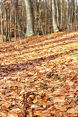 Image showing forest ground