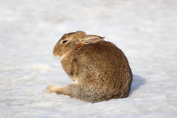 Image showing lazy fat rabbit