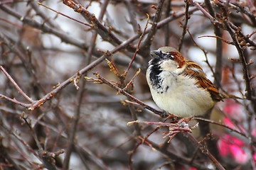 Image showing male sparrow singing