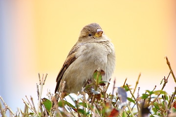 Image showing sparrow on a bush