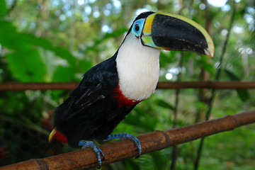 Image showing the ecuadorian rain forest toucan