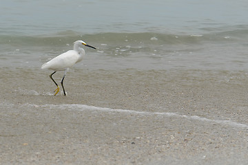 Image showing the ecuadorian white heron