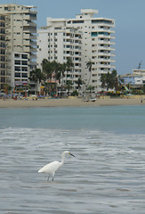 Image showing the ecuadorian white heron